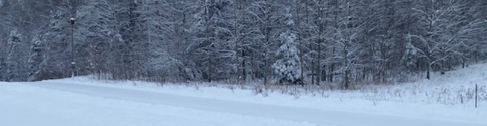 snowy woods